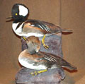 waterfowl_taxidermy