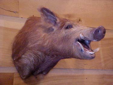 boar