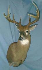 whitetail deer mount by Pennsylvania taxidermist Stephanie Lee