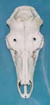 Arkansas taxidermist Marshell Ray's elk skull reproduction