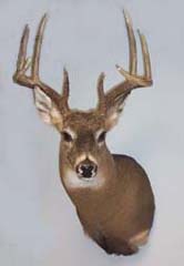 whitetail deer taxidermy by Georgia taxidermist Tom Newell