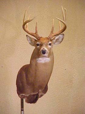 whitetail_deer_shoulder_mount