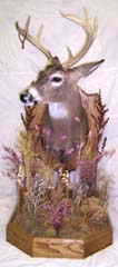 whitetail deer taxidermy by Ohio taxidermist Fritz Birkhimer Jr.