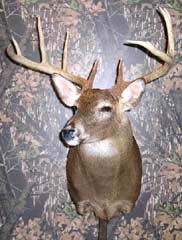 Indiana taxidermist Todd Buchanan