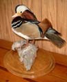 Hennings Wildlife Art Taxidermy Studio