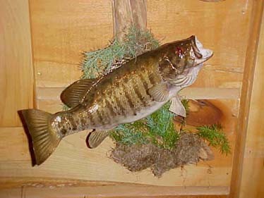 small_mouth_bass