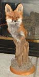 red fox taxidermy