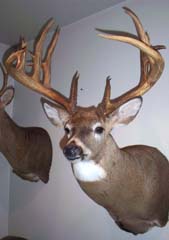 whitetail taxidermy