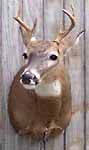 Deer mount done by Michigan taxidermist Steve Hall for one of the United Special Sportsman Alliance