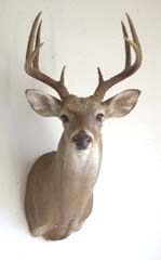 Texas whitetail taxidermy by Texas taxidermist Steve Winn