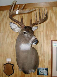 Whitetail mount by NJ taxidermist Richard G. Santomauro