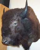 Wayne Smith taxidermist