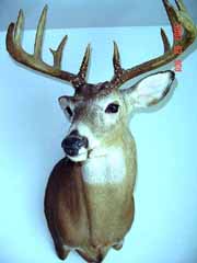 Whitetail buck taxidermy by Pennsylvania taxidermist Dave Dillon