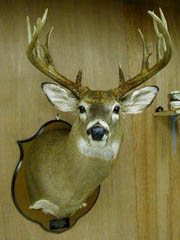 whitetail mount