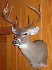 whitetail taxidermy by South Carolina taxidermist Brian Wisner