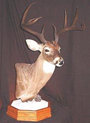 whitetail taxidermy