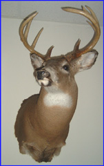 whitetail deer taxidermy by Michigan taxidermy studio Nature's Reflection Taxidermy
