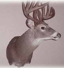 Whitetail taxidermy by California taxidermist Bryan Sengo