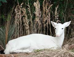 albino deer taxidermy