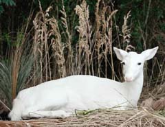 albino deer taxidermy