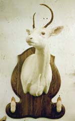 albino deer taxidermy