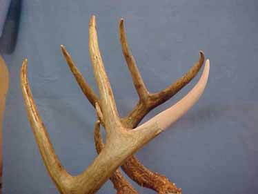 repaired_antlers