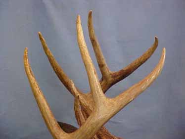 repaired_antlers