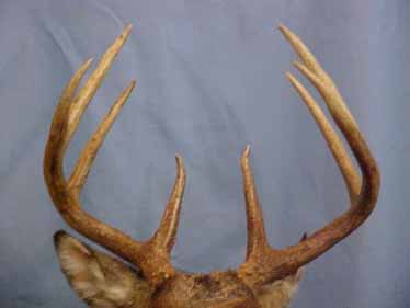 repaired_antlers