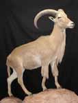 aoudad taxidermy