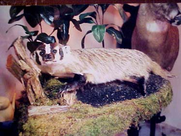 badger taxidermy