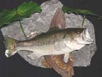 North Carolina taxidermist Eddie Johnson's largemouth bass taxidermy