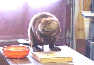 beaver taxidermy