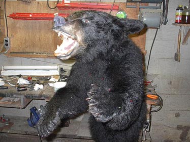 black_bear_1