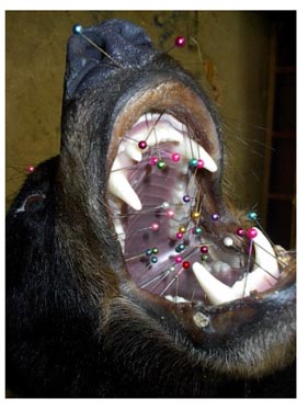 black_bear_jawset