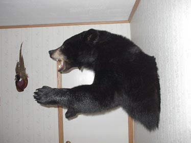 black_bear_3