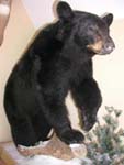 Black bear taxidermy by Connecticut taxidermist Ryan Rhodes