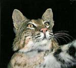 Texas taxidermy studio Ogg's Taxidermy bobcat mount