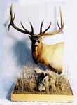 Bugling elk taxidermy by Kansas taxidermist Eric Couch