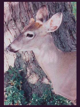 button_buck