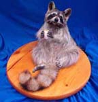 Coon taxidermy by Becky Phillips