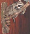 COON_TAXIDERMY