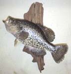 crappie taxidermy