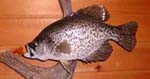 Crappie taxidermy by Ron Levin