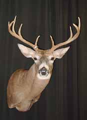 WHITETAIL DEER TAXIDERMY by Ohio taxidermist Dan Jennings