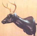 whitetail form sculpture