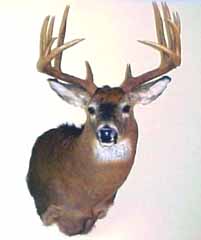 Whitetail taxidermy by connecticut taxidermist Steve Hackett