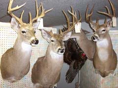 whitetail deer mounts