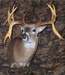 Whitetail deer taxidermy by Missouri taxidermist Bobbi Meyer