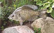 crappie taxidermy