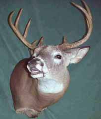 flehmen whitetail taxidermy by Michigan taxidermist Jon Cart